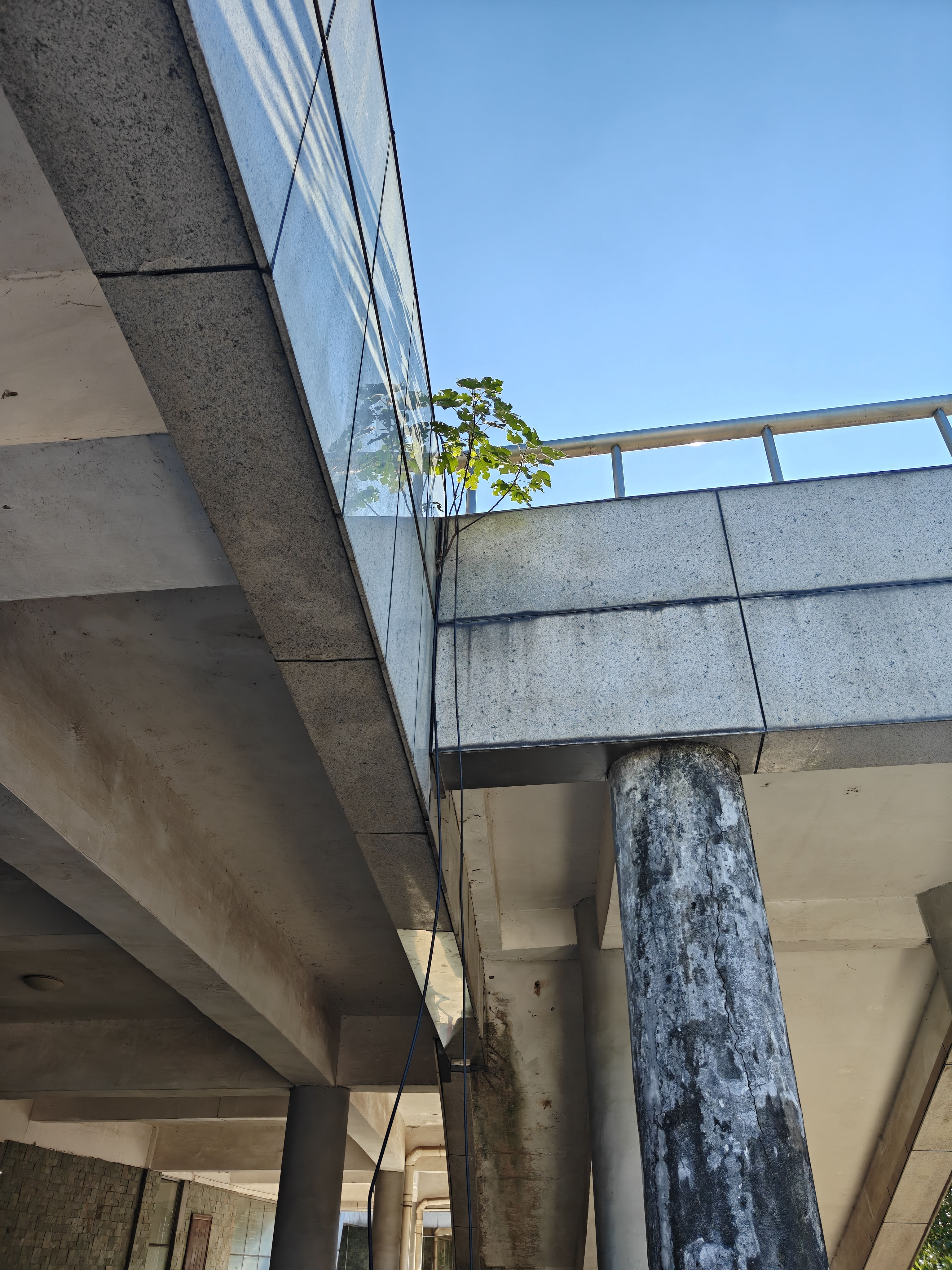 论什么叫做顽强，去问这棵树吧